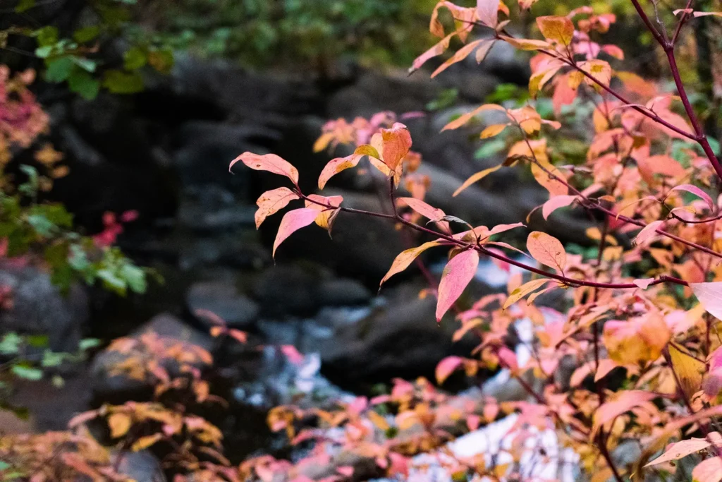 Curt Gowdy State Park fall colors