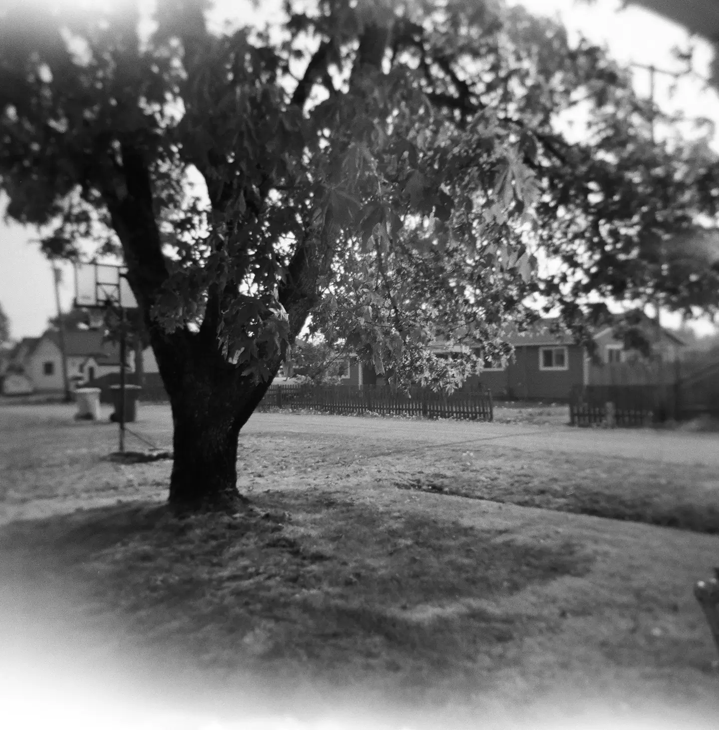 maple tree