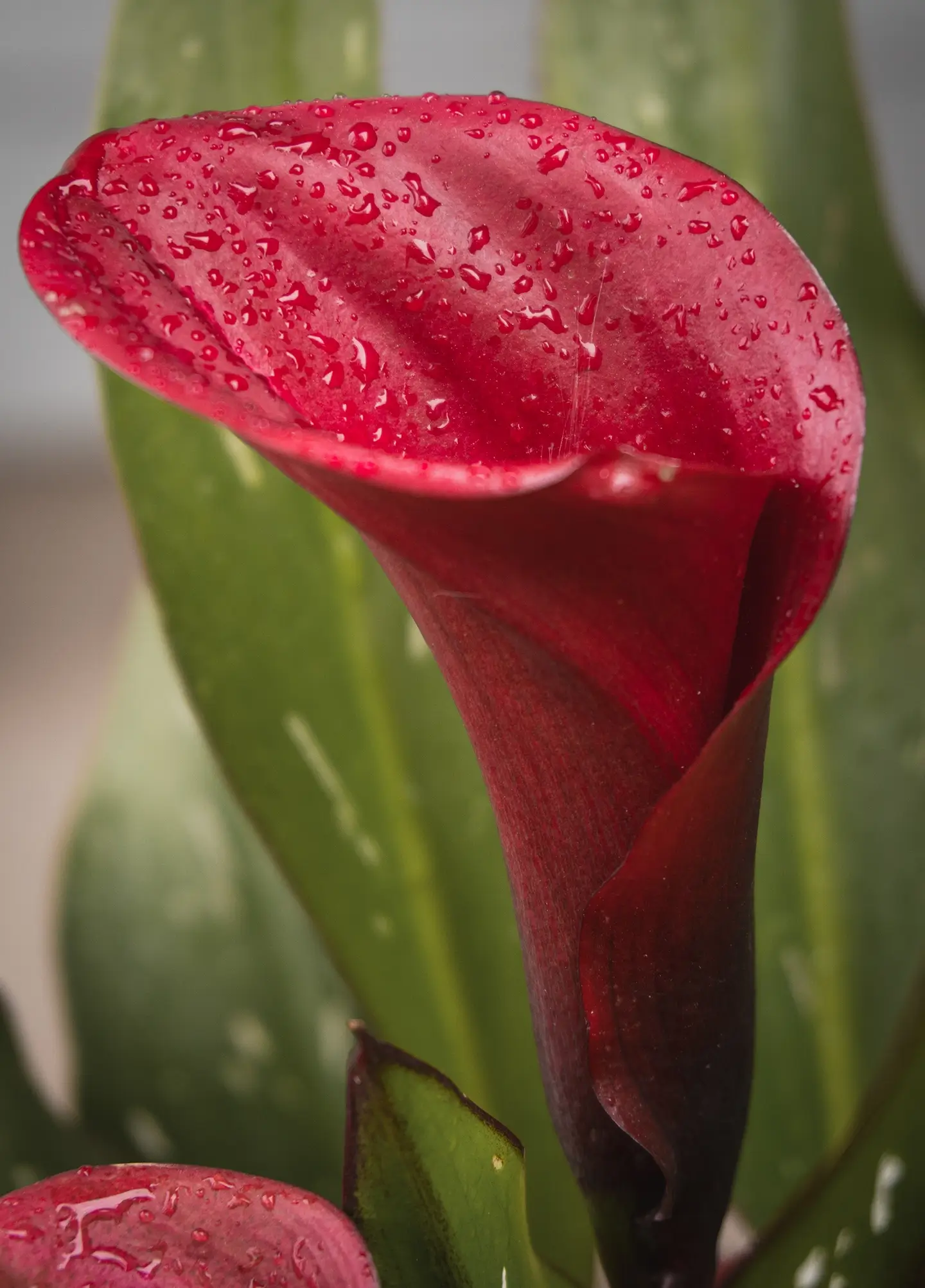 calla lily with rain droplets