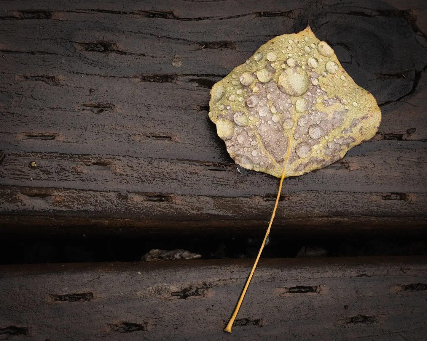 leaf with rain droplets