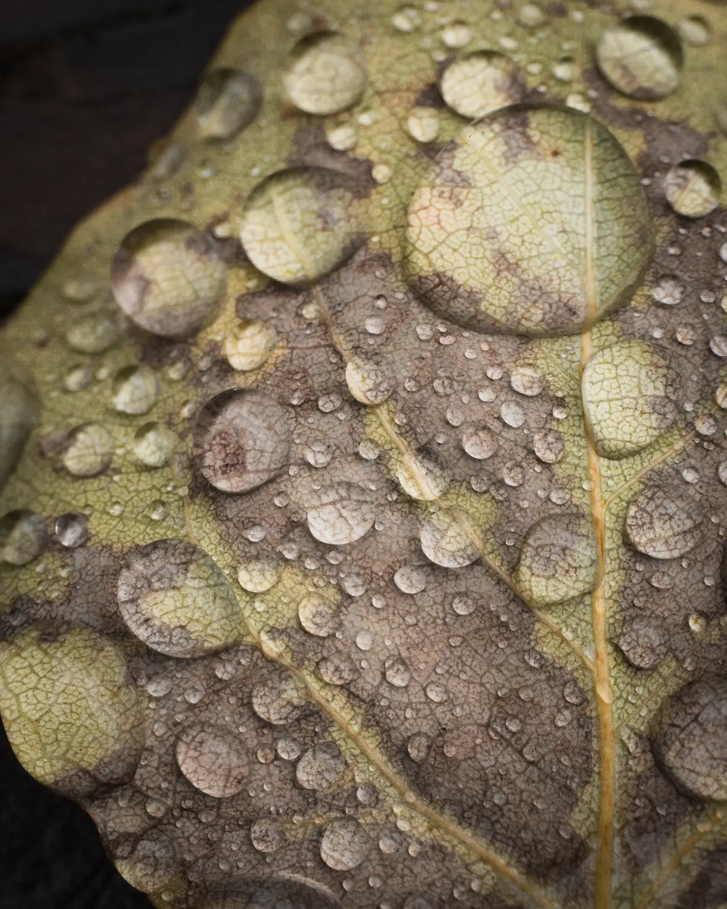 aspen leaf with rain droplets