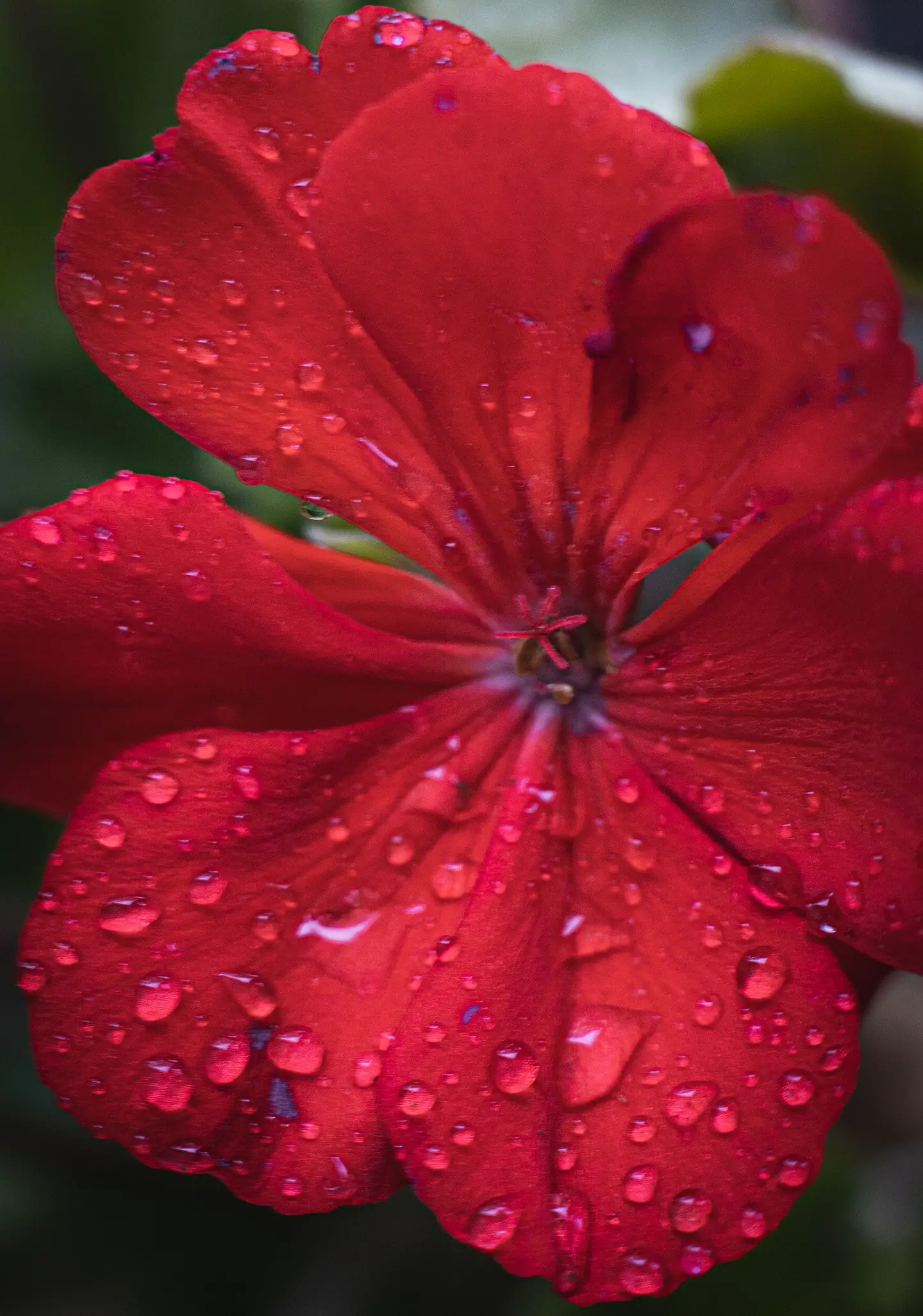 red geranium with rain droplets
