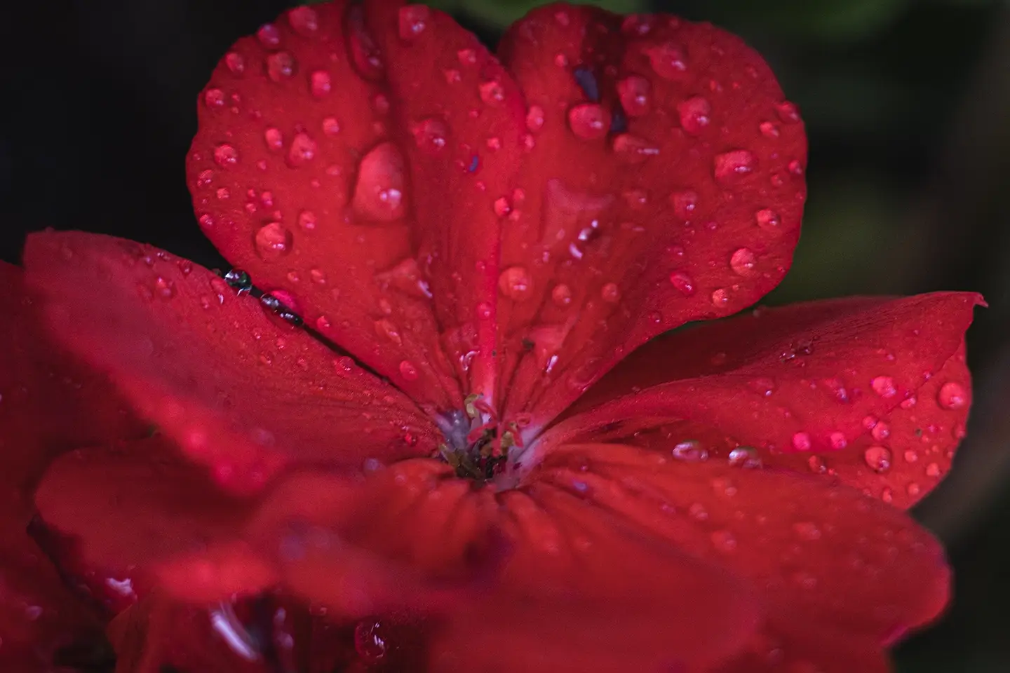 red geranium with rain droplets