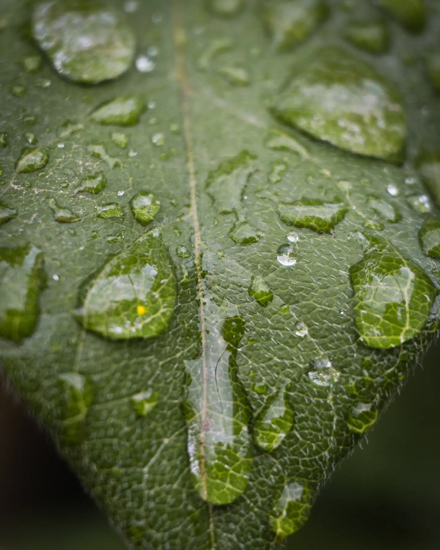 wisteria leaf with rain droplets