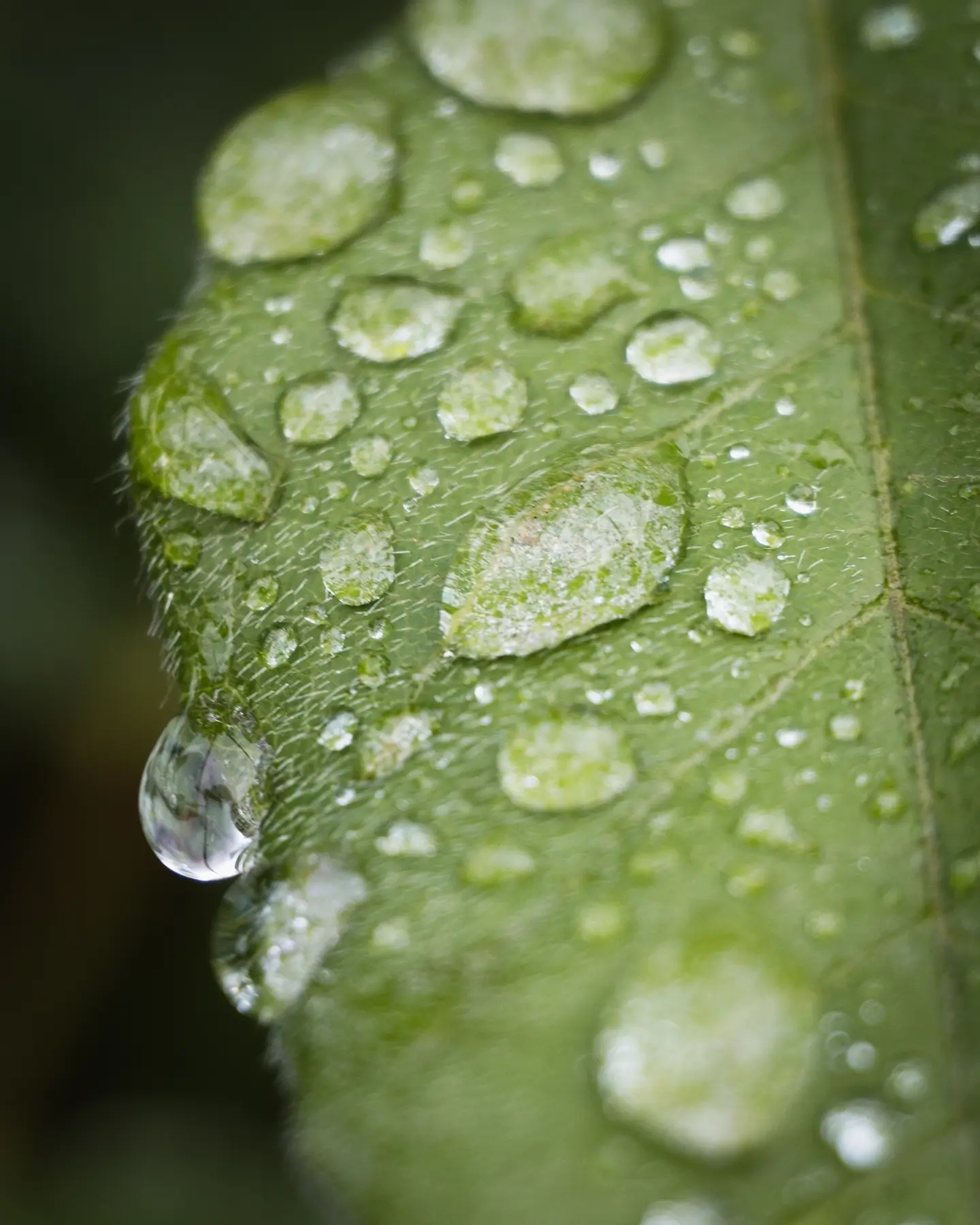 wisteria leaf with rain droplets