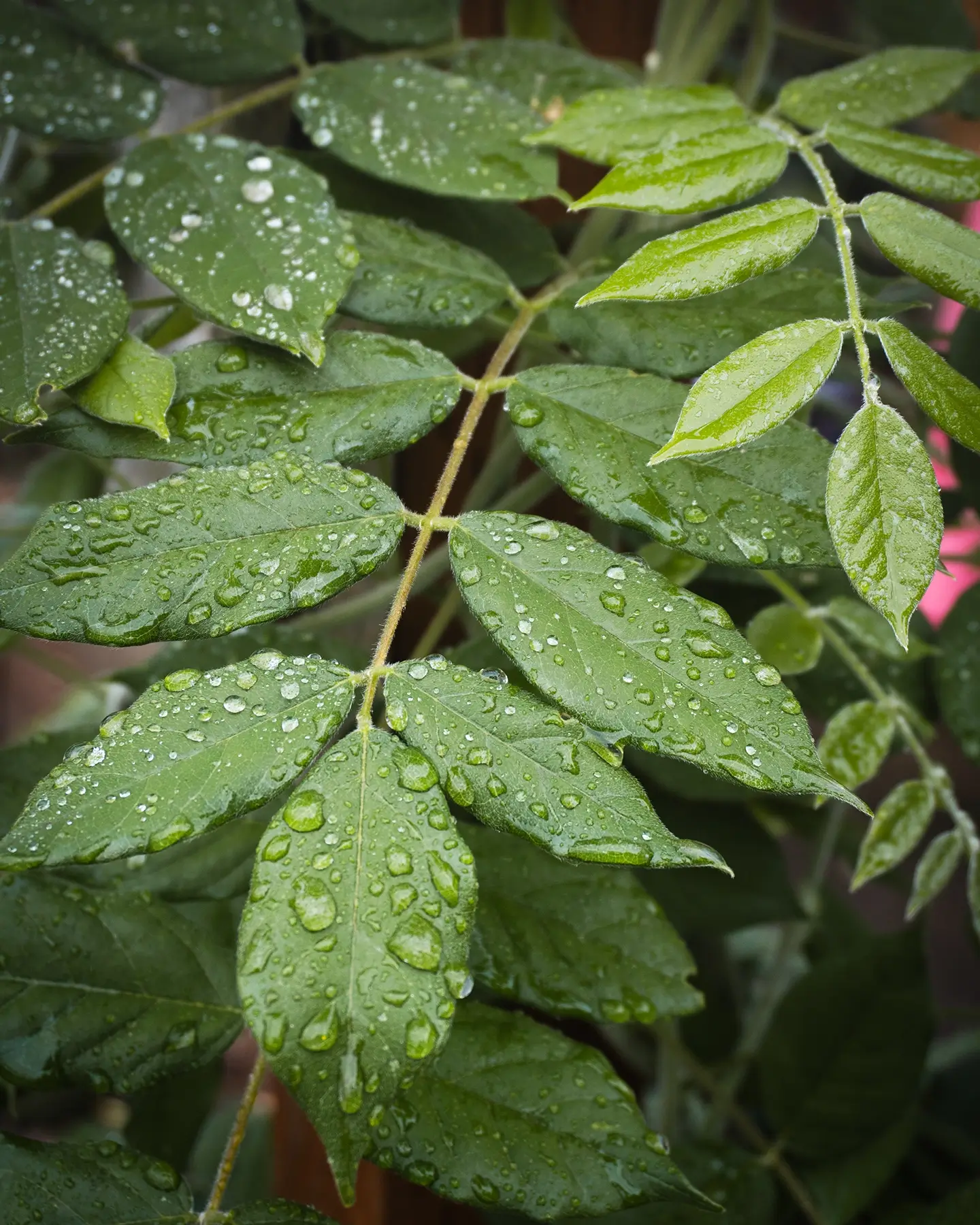 wisteria plant with rain droplets