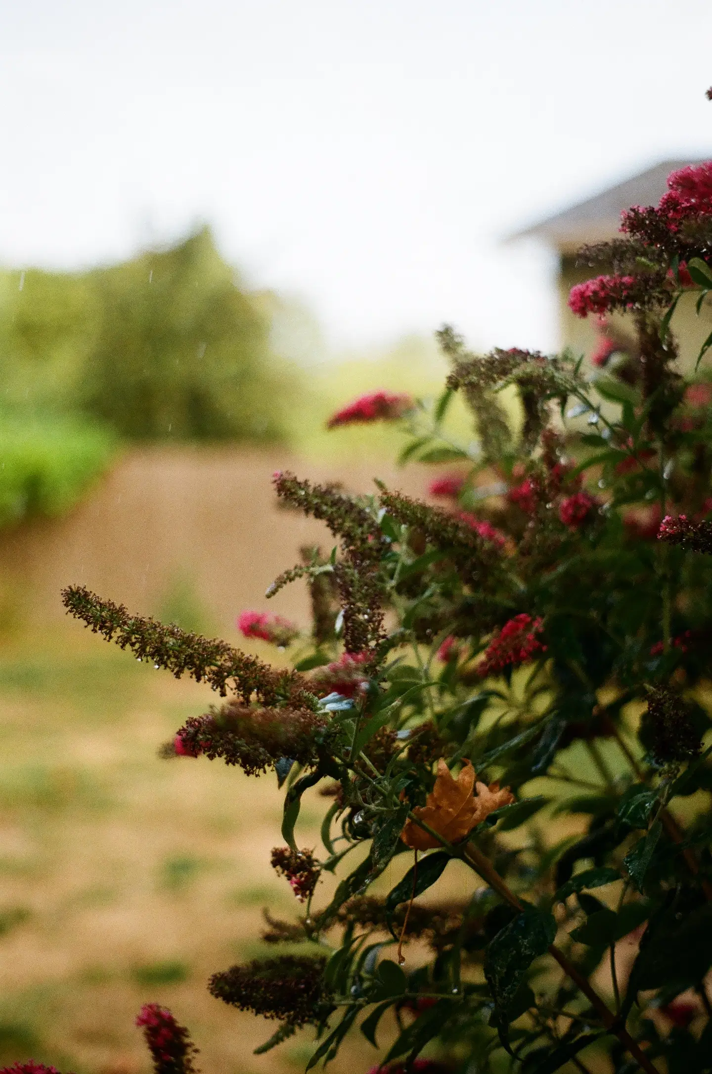 flower bush