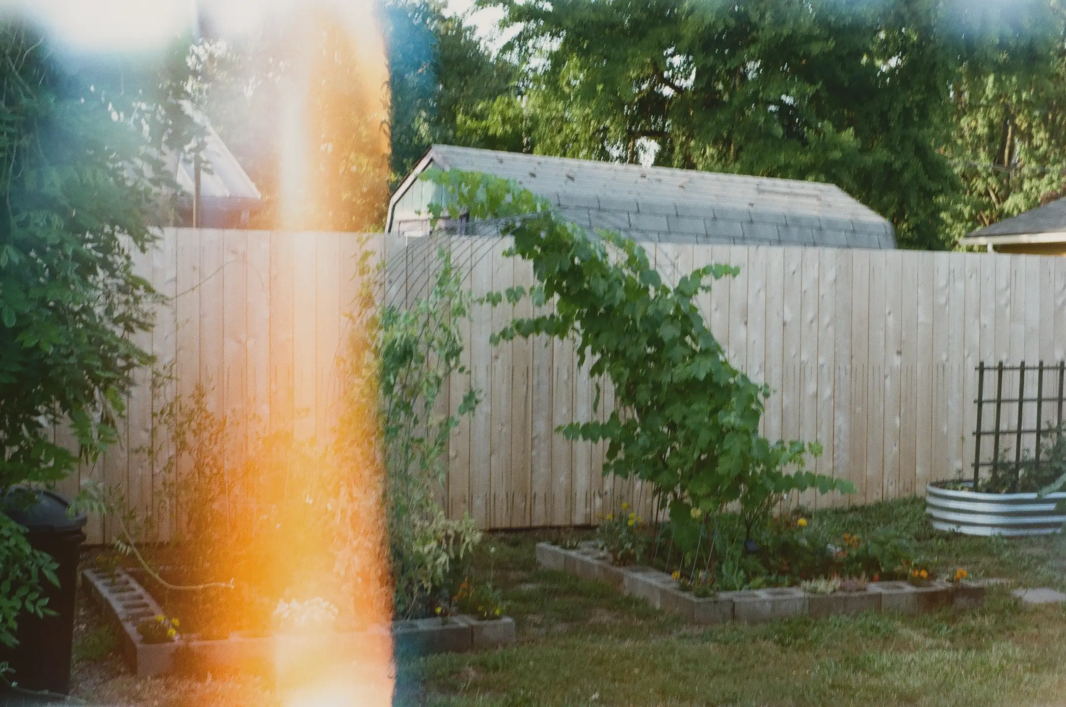 garden