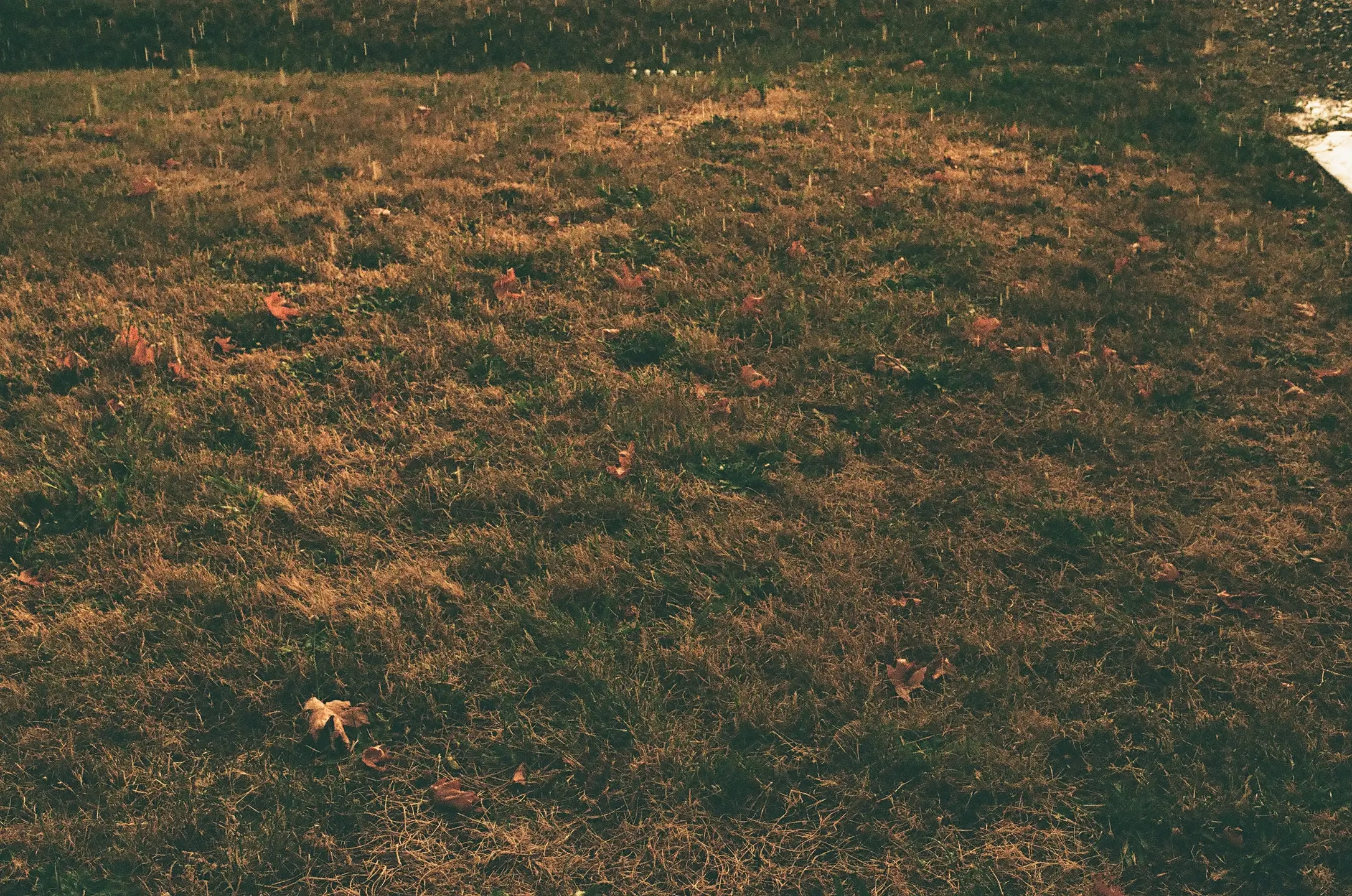 grass in the rain