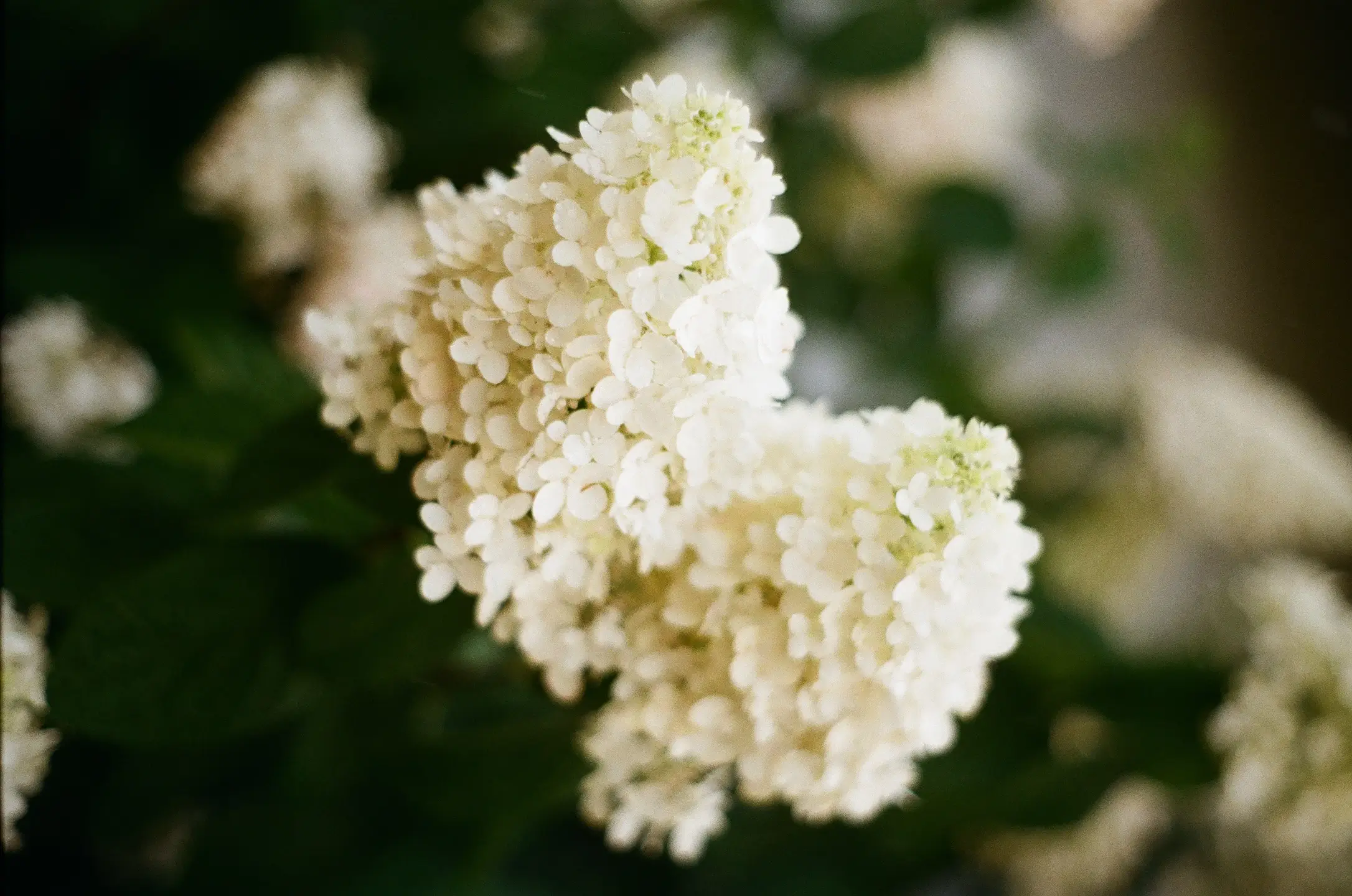 white hydrangea