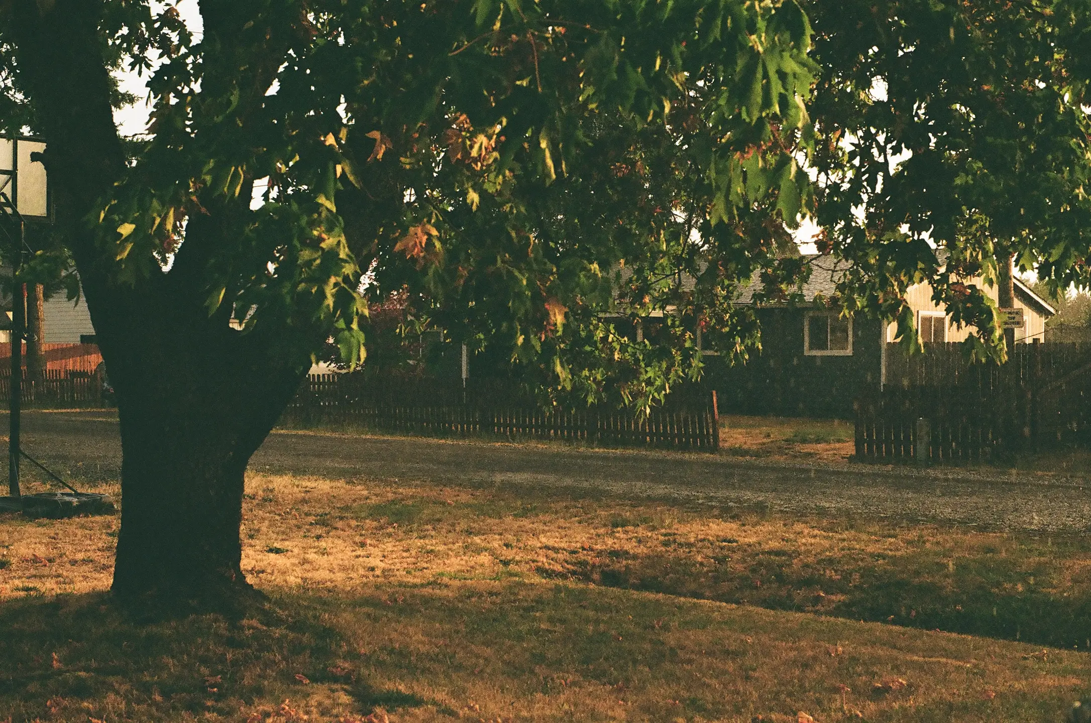 maple tree in the rain landscape view