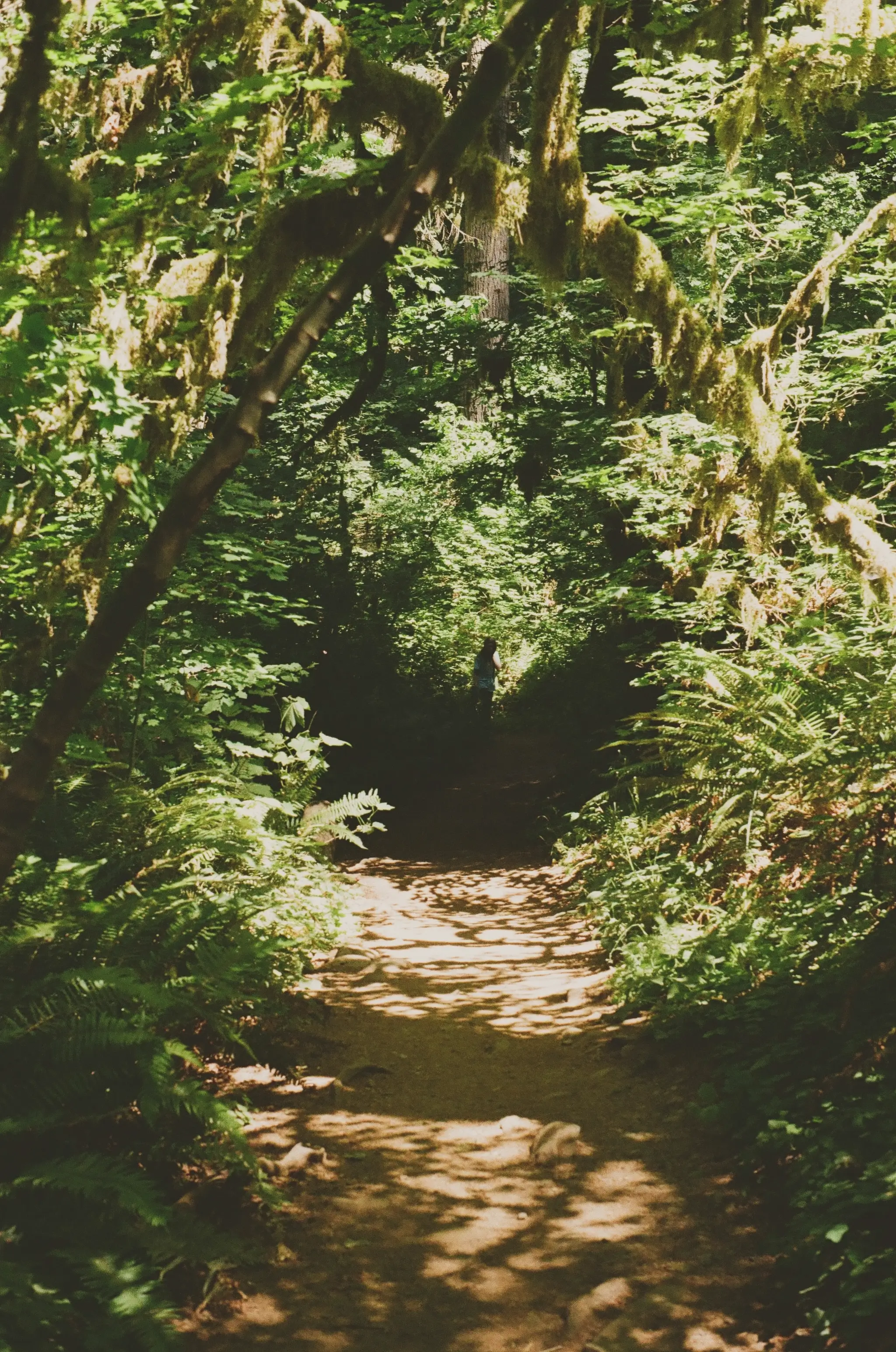 trail in McDowell Creek in Lebanon, Oregon