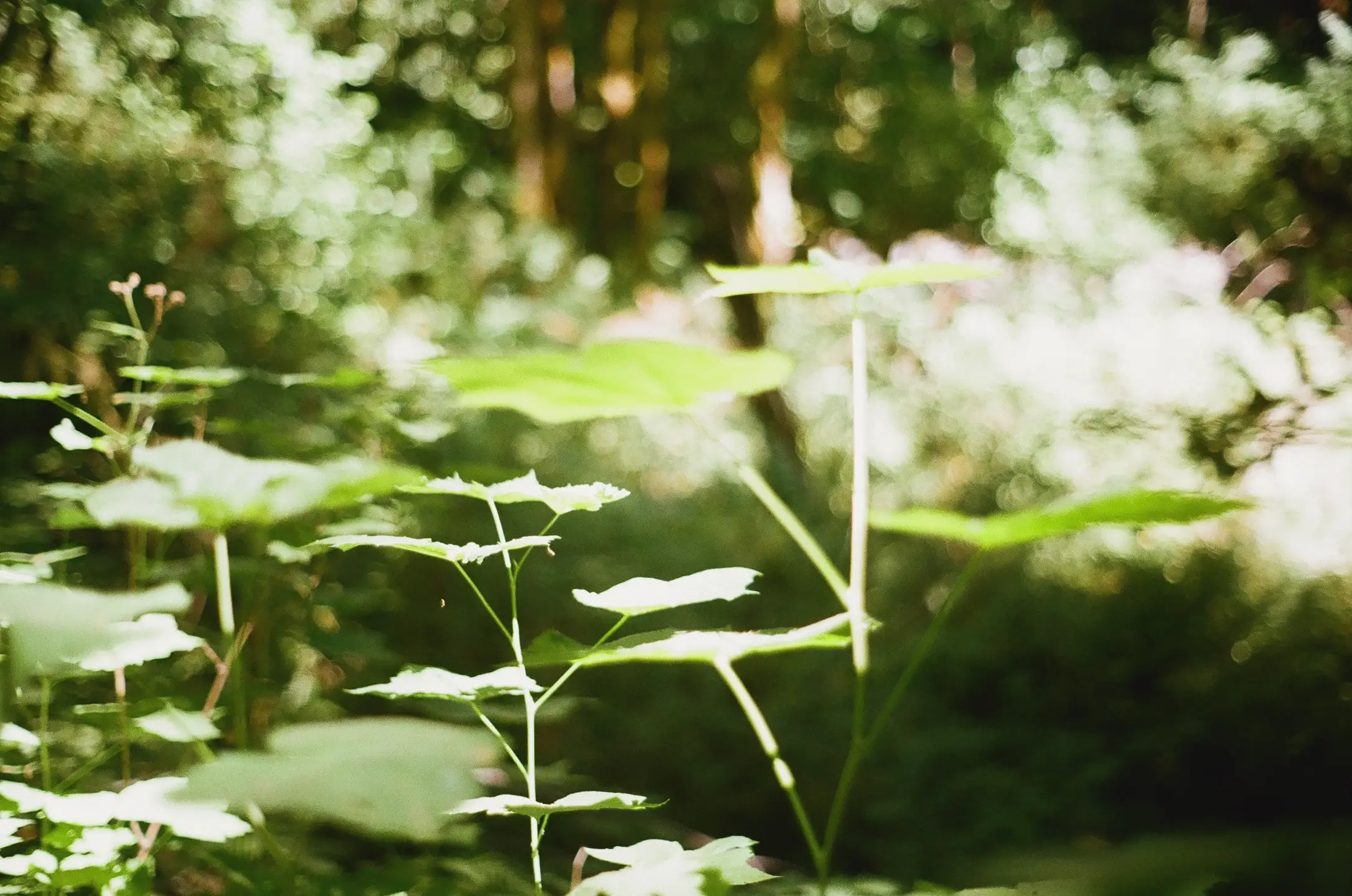 bush leaves