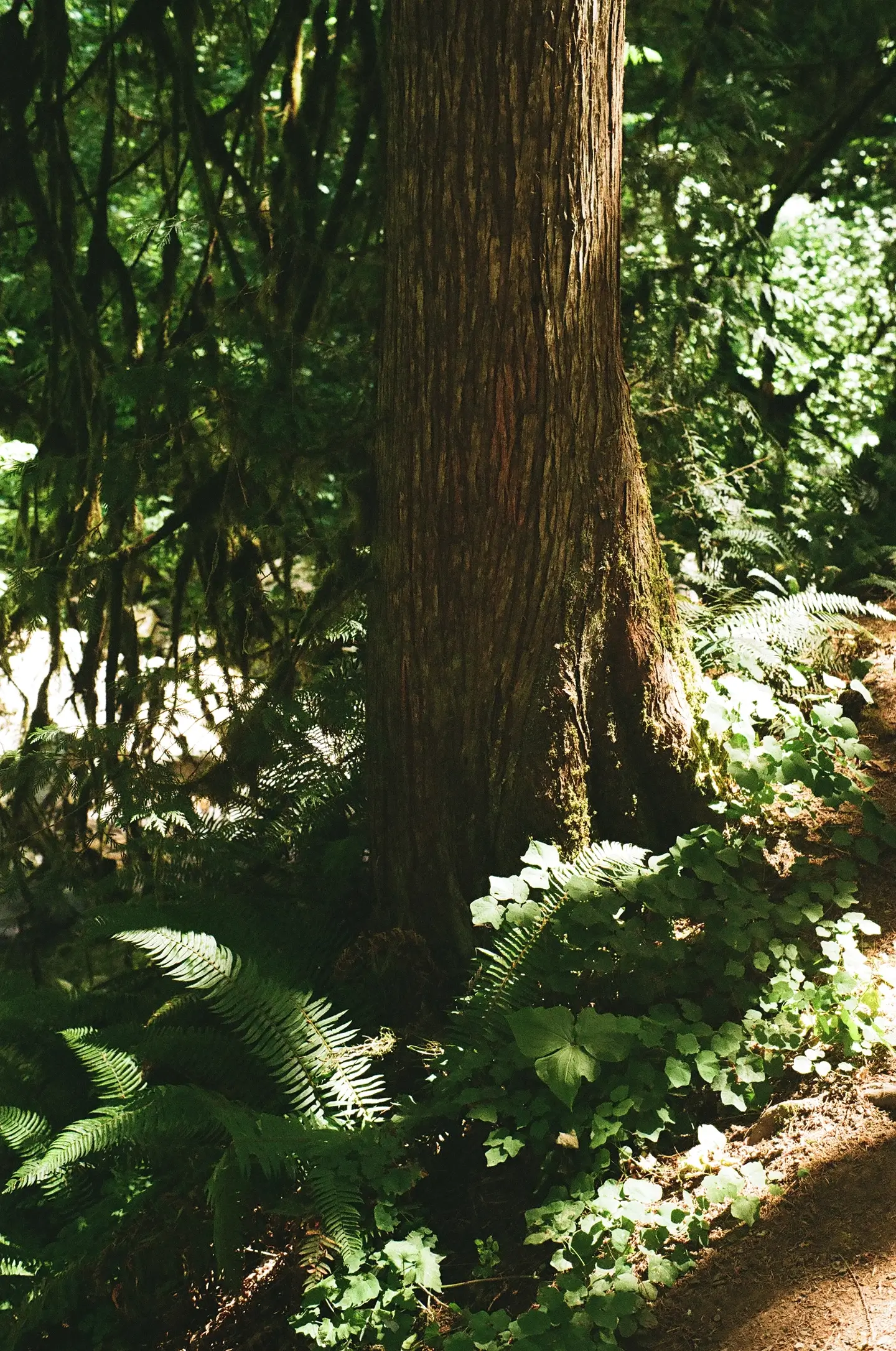 tree base and fern