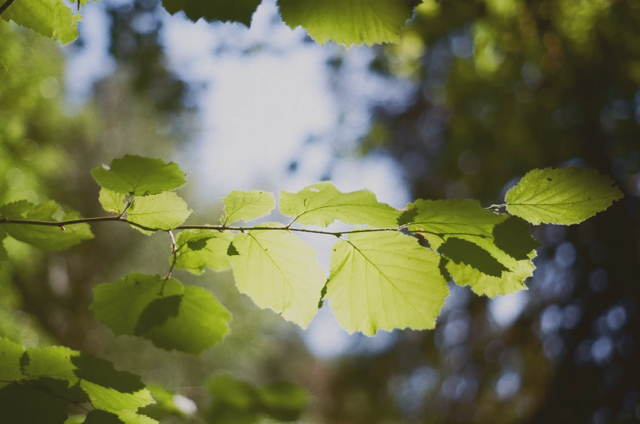 leaves against sky