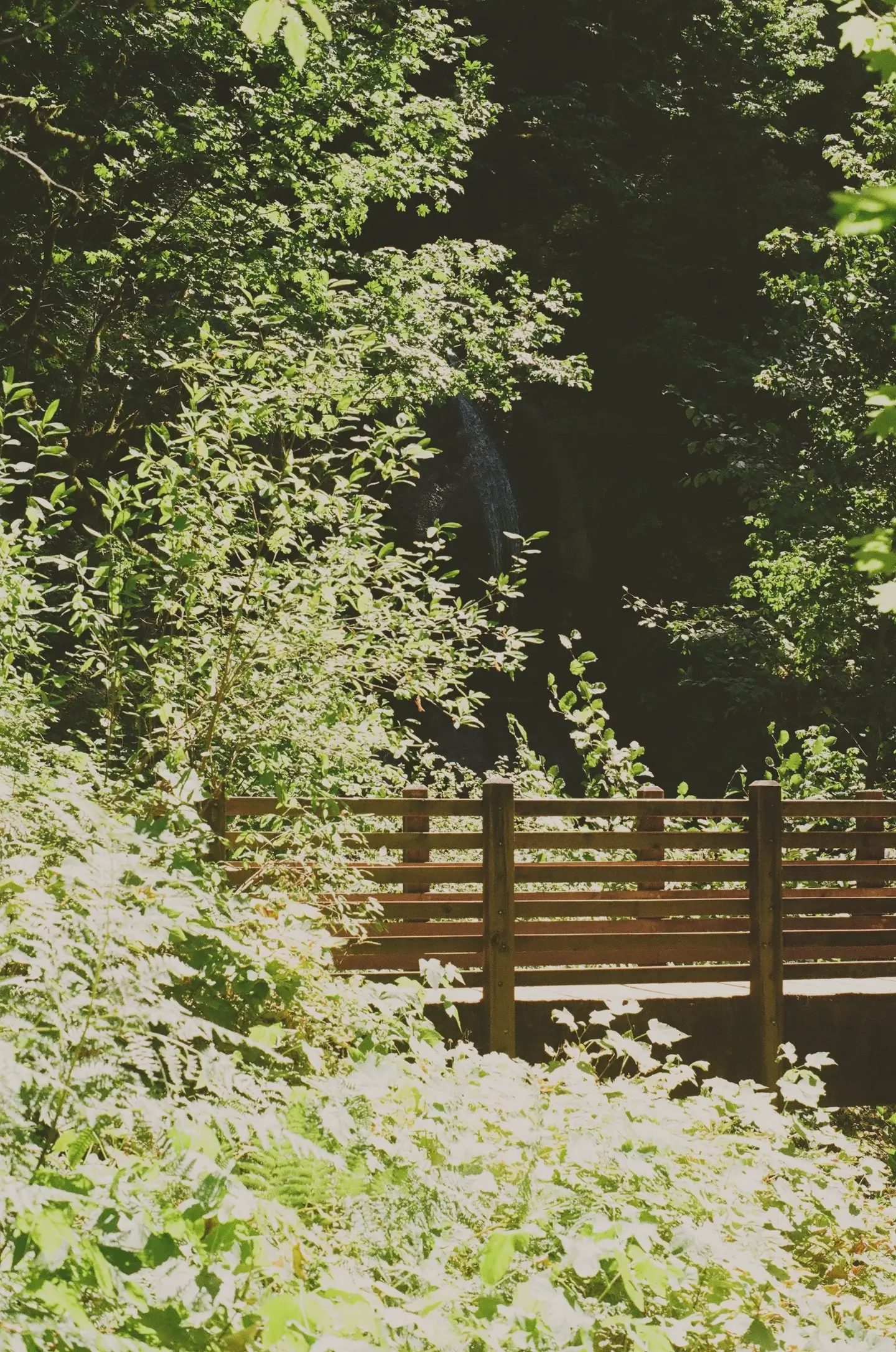 bridge overlooking Royal Terrace Falls in Lebanon, Oregon