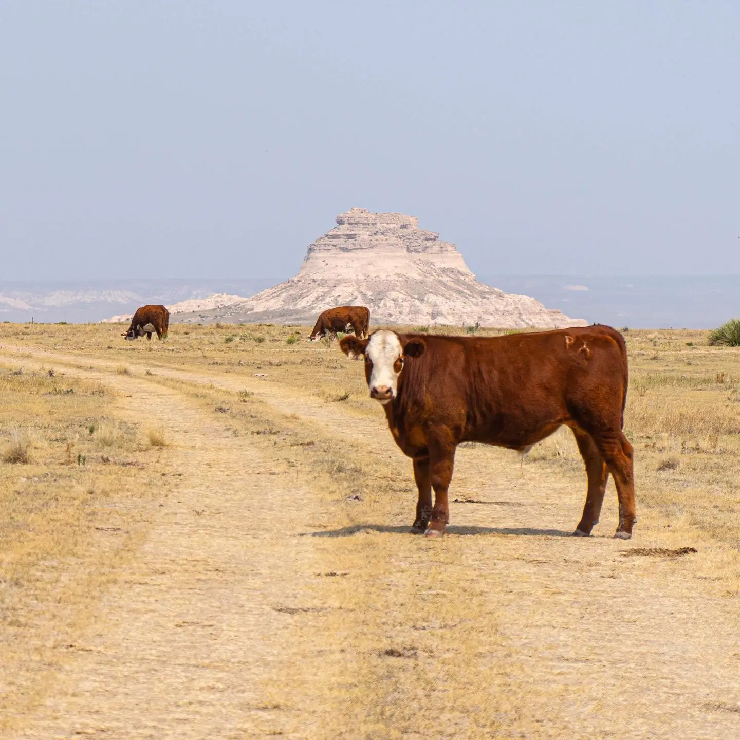 Cow in Soapstone Prairie Natural Area