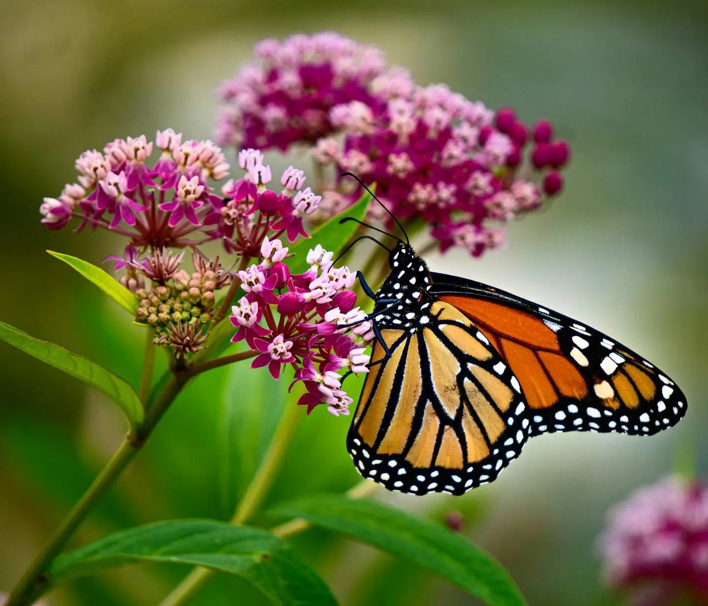 Monarch Butterfly