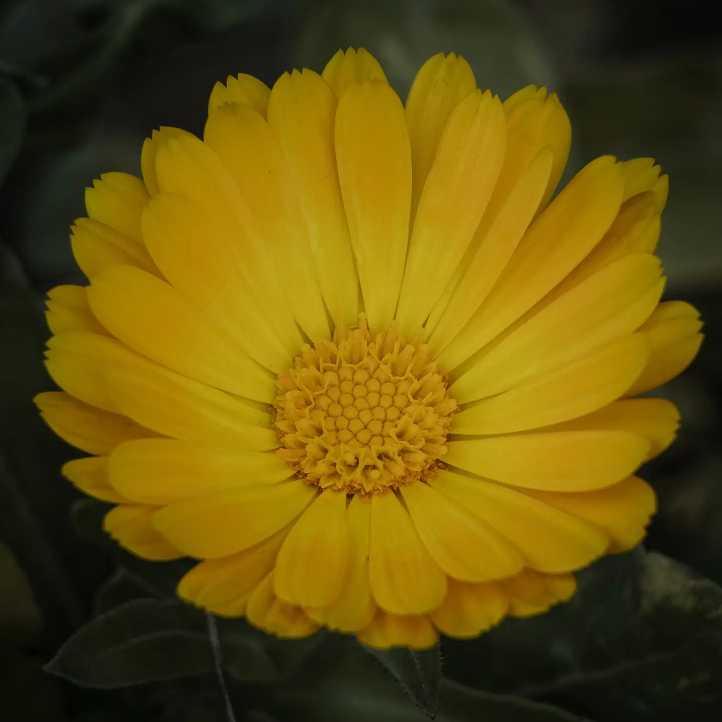 Calendula