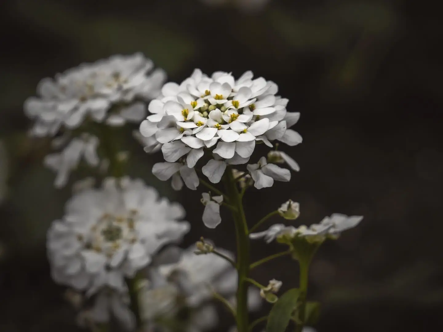 Candytuft flowers
