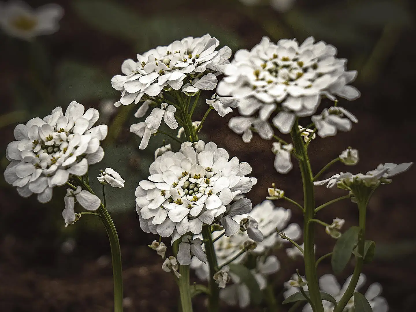 Candytuft flowers