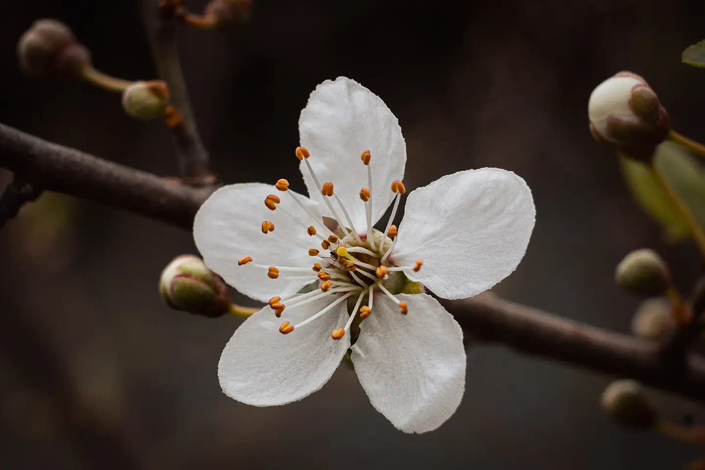 Cherry Plum Blossom