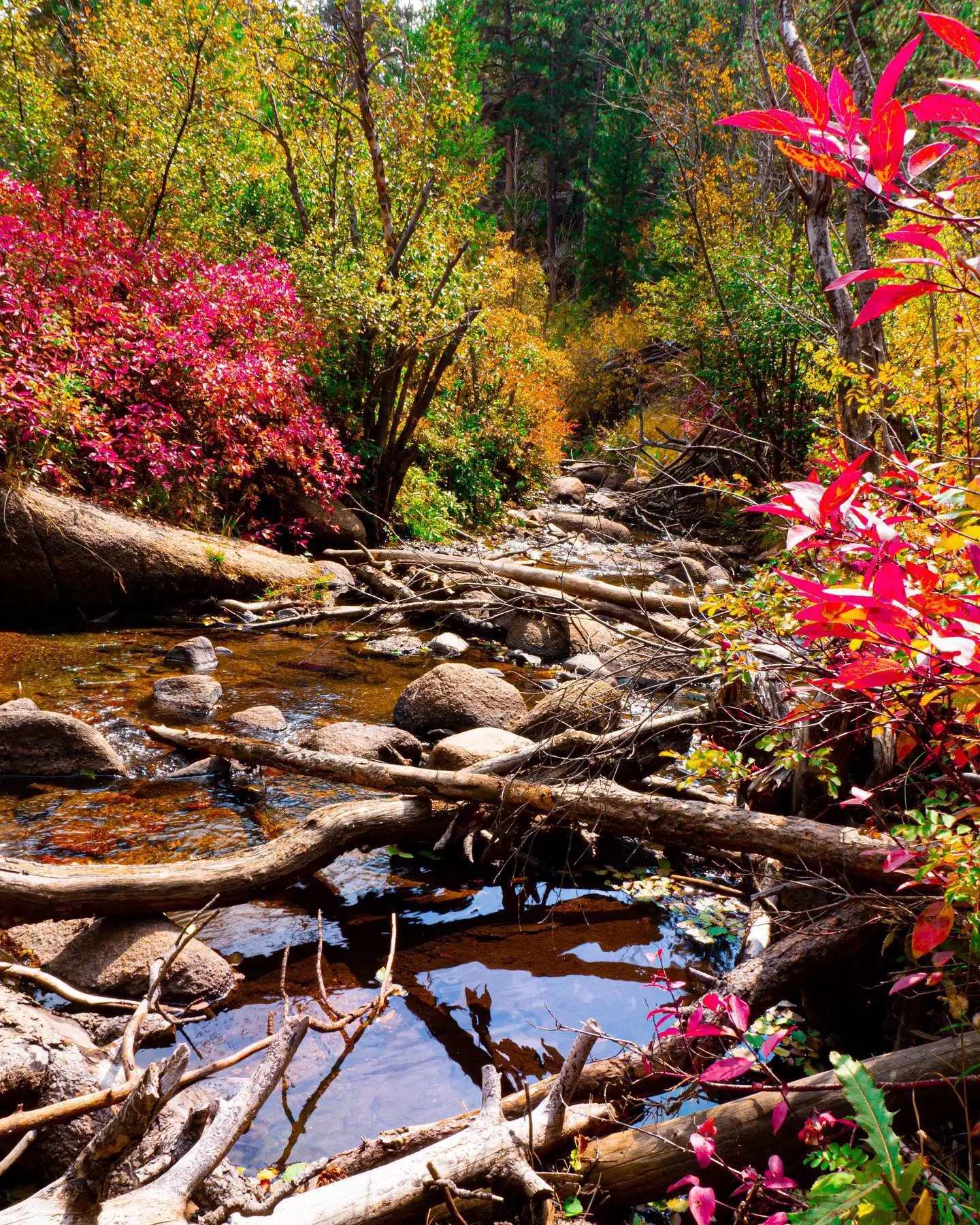 Curt Gowdy State Park fall colors