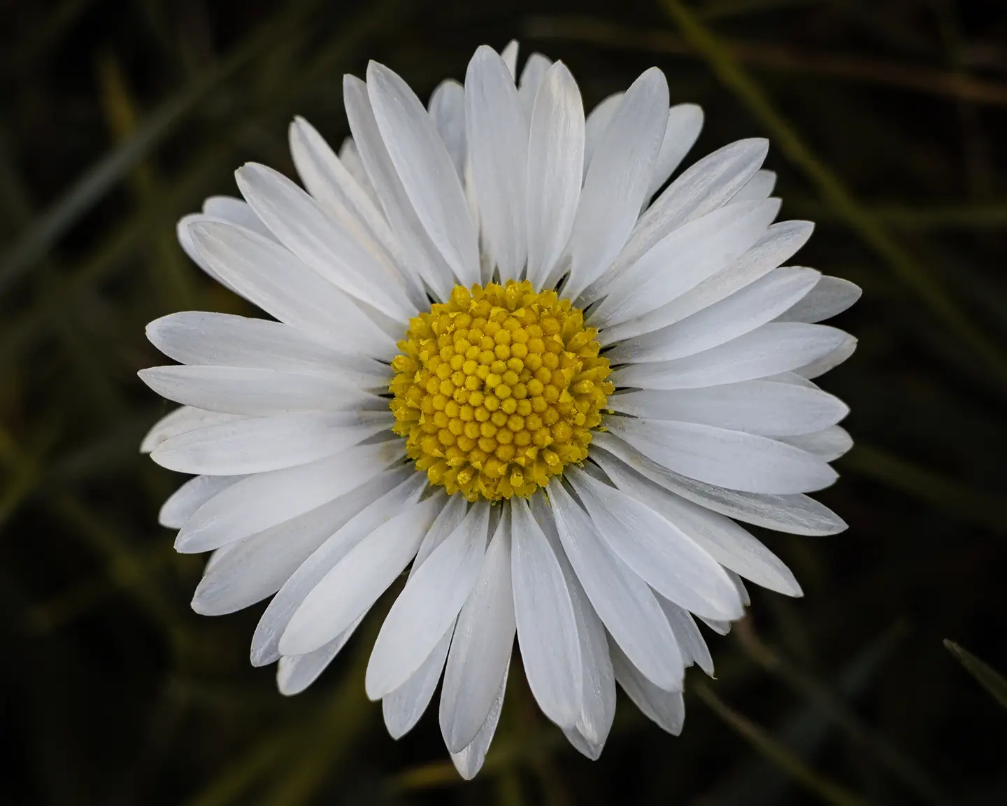 Daisy macro photography