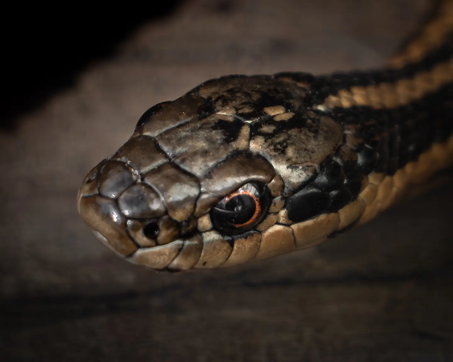 Garter Snake macro photography