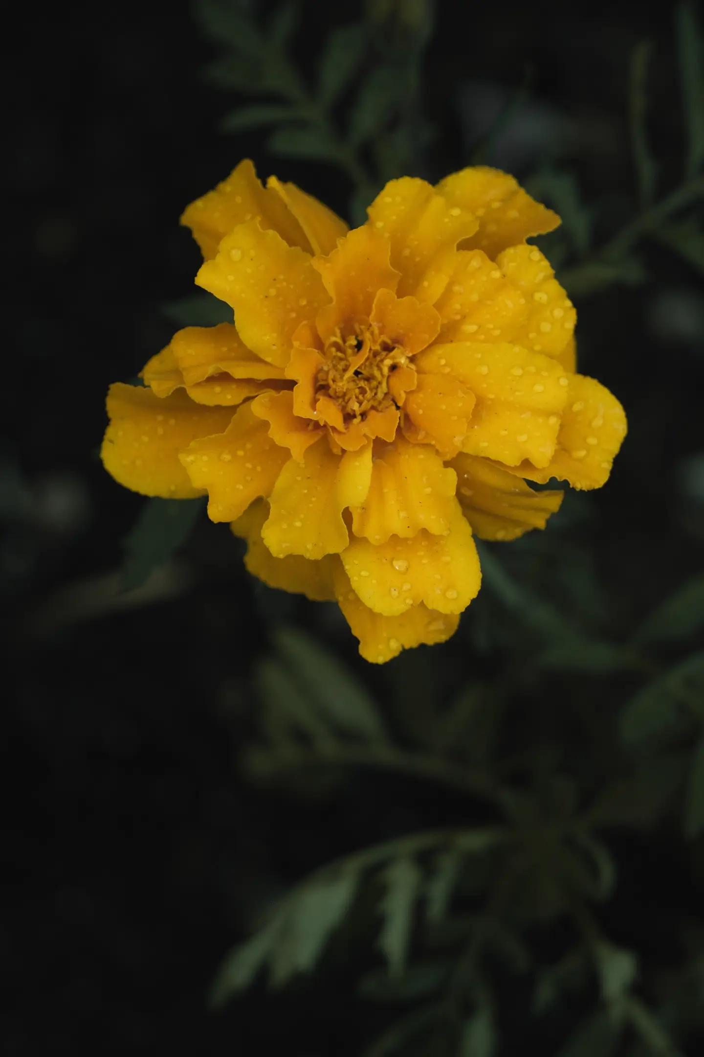 Marigold Flowers