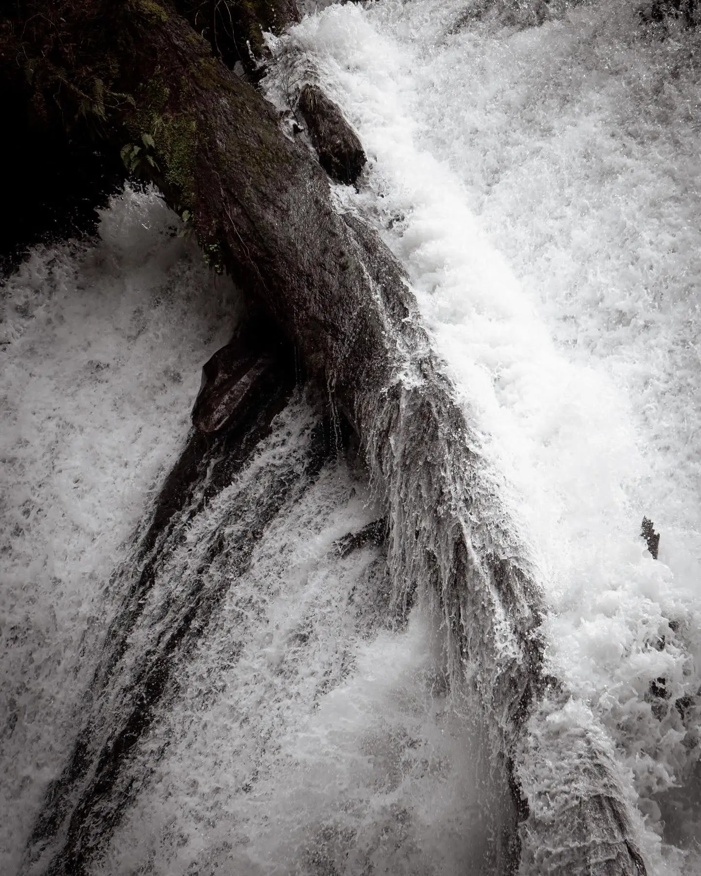 Lower North Falls in Silver Falls State Park