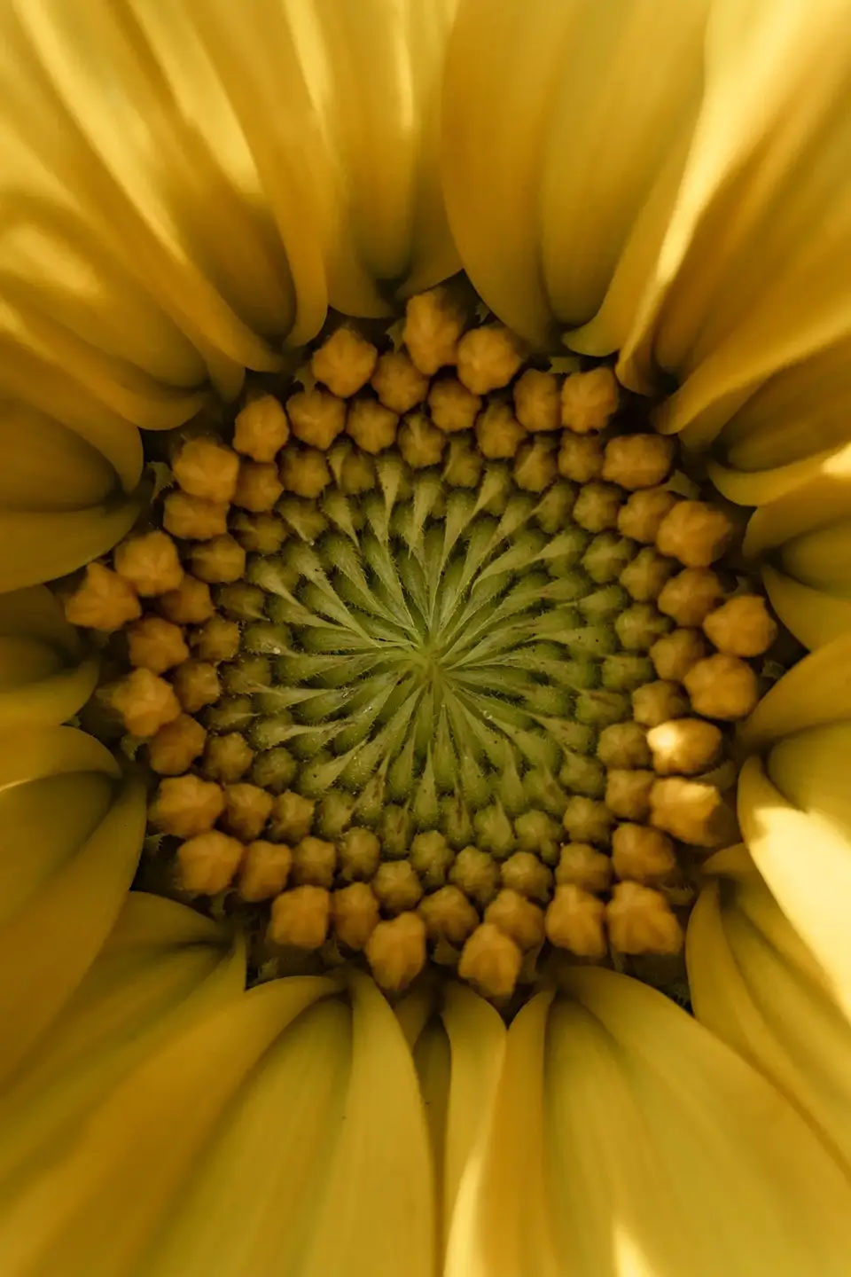 Sunflower macro photography