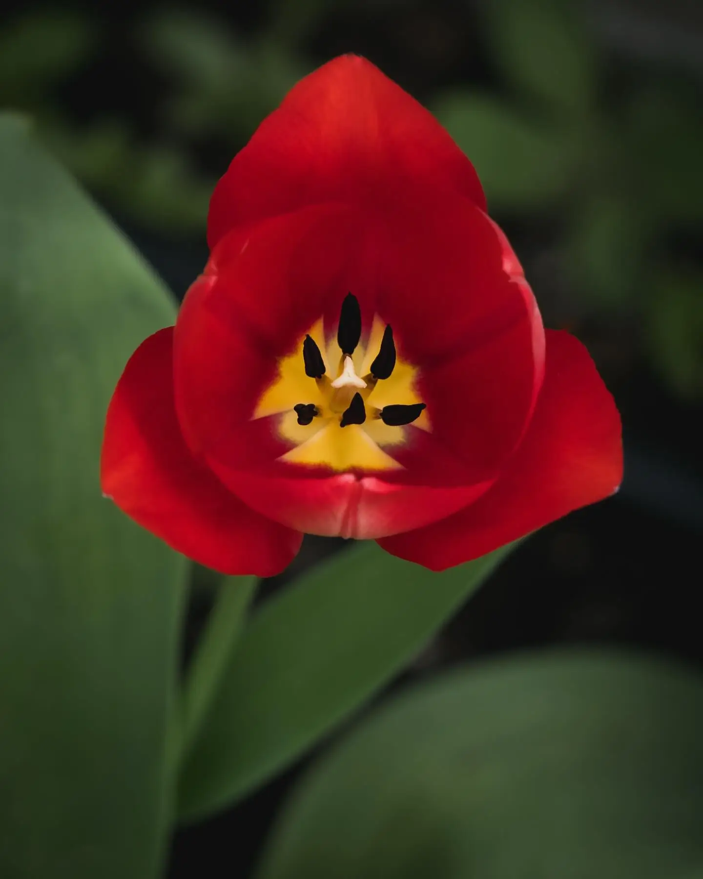Tulip
