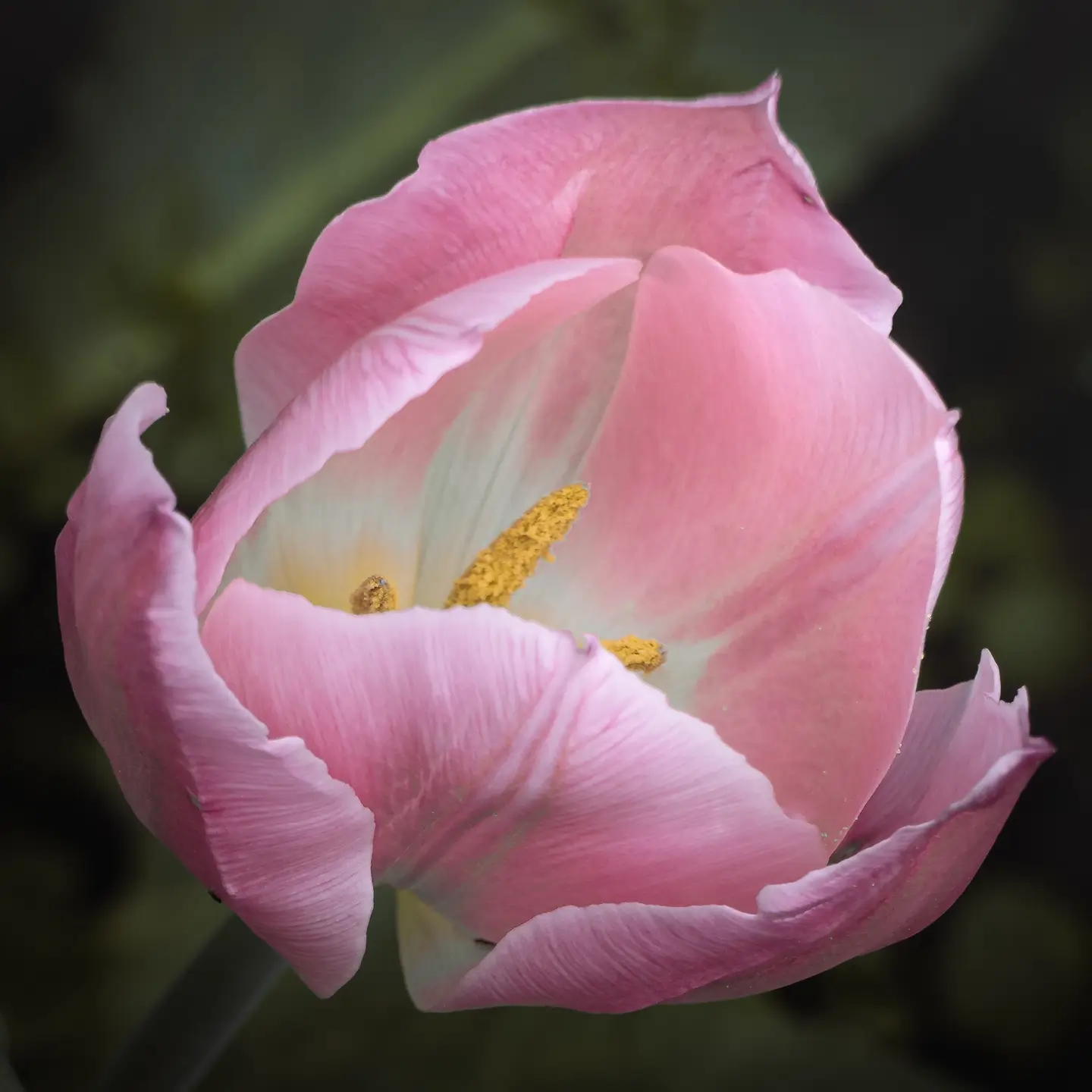 Pink Tulip