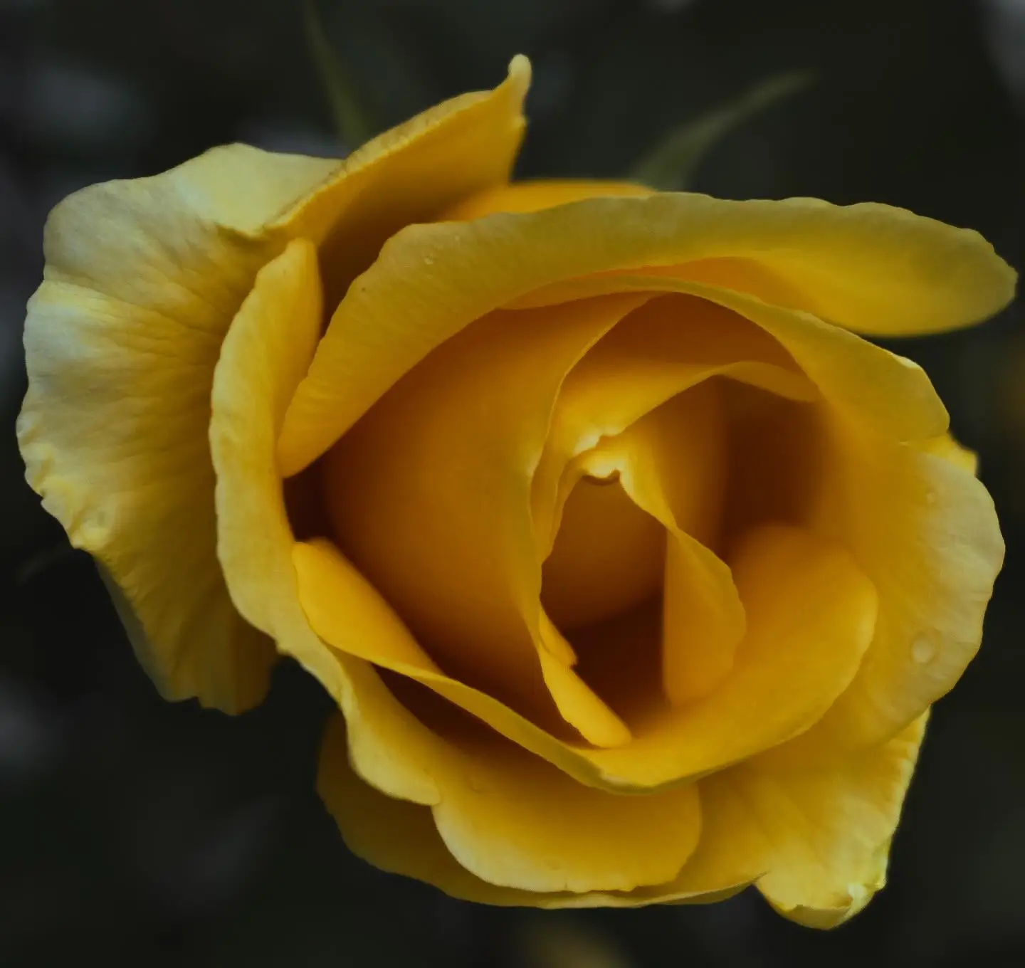 Yellow Rose