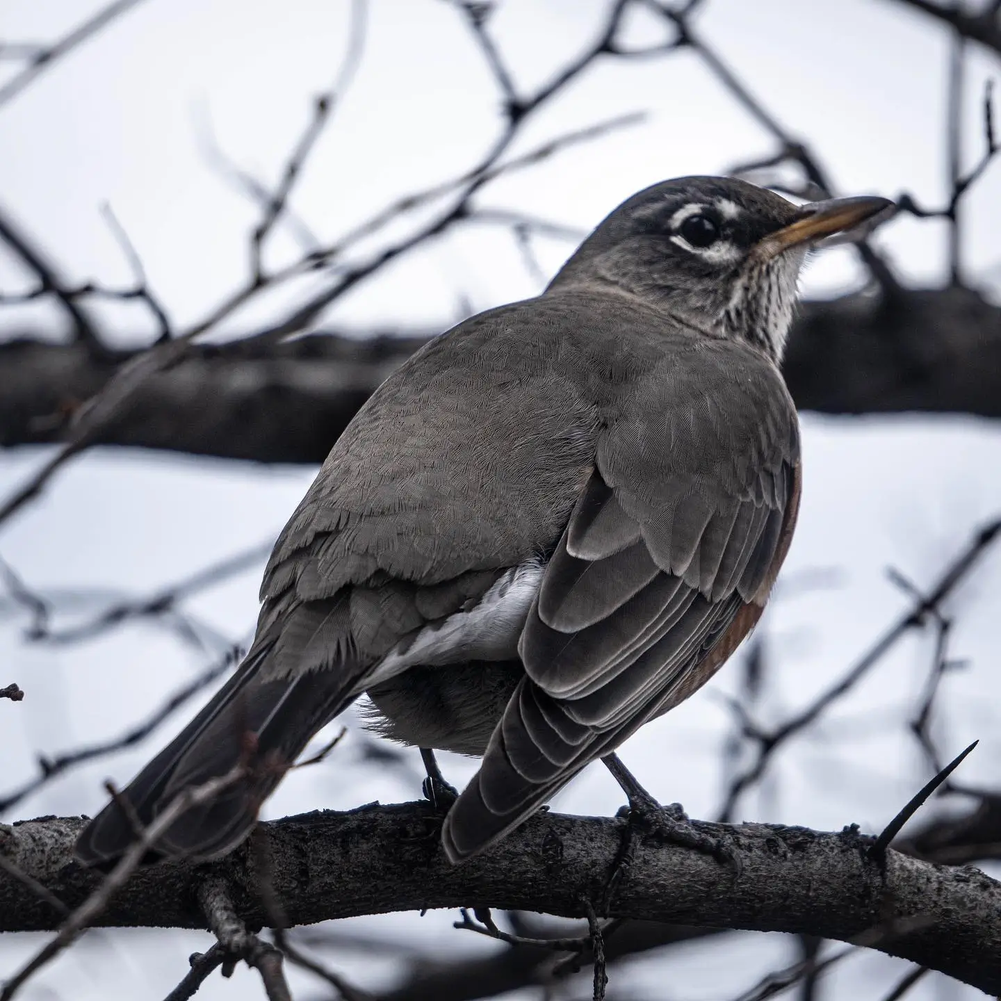 bird
