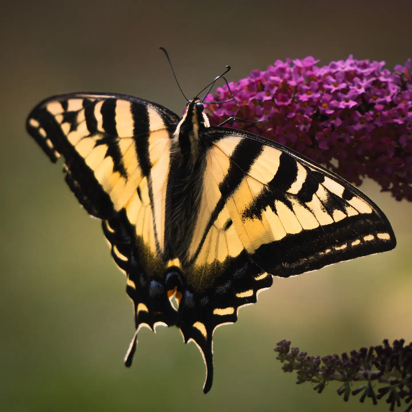 Western Tiger Swallowtail butterfly close-up