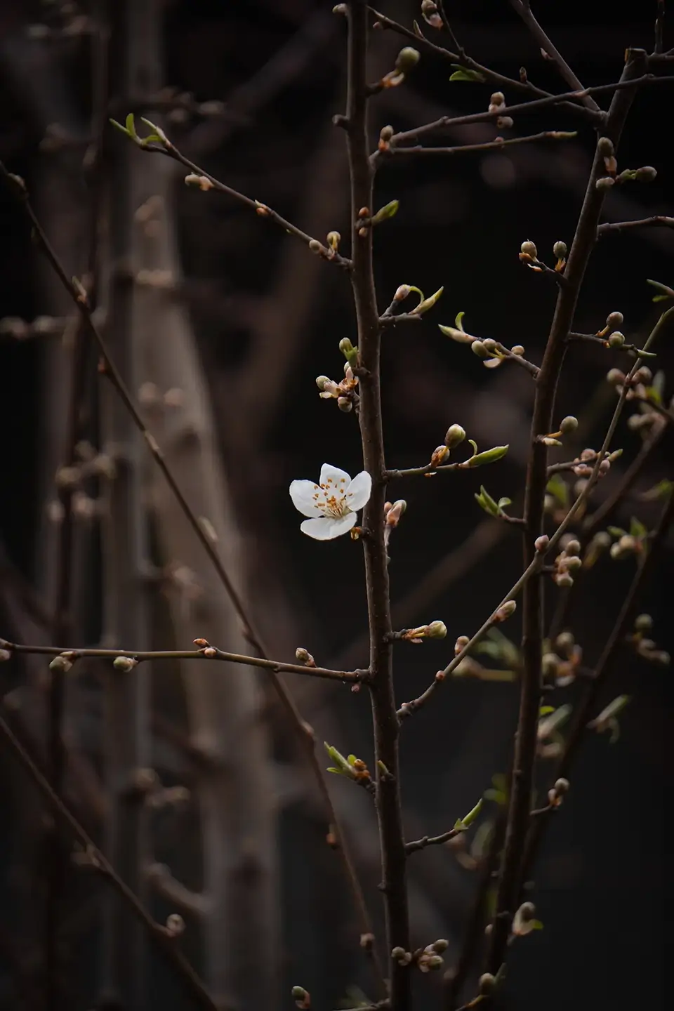 Cherry Plum Blossom