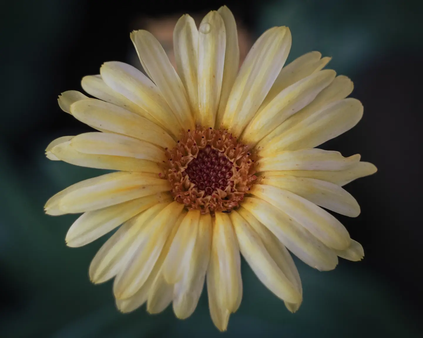 Daisy macro photography