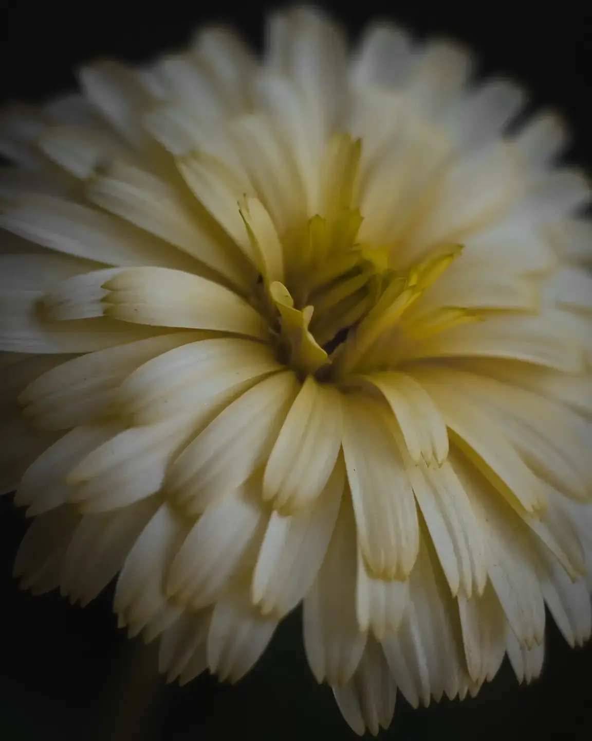Daisy macro photography