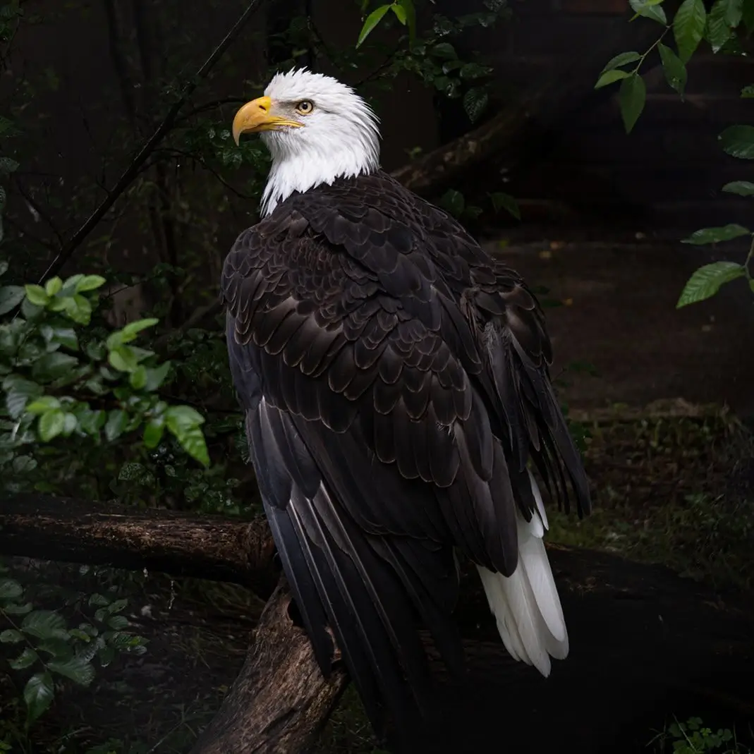 Eagle
