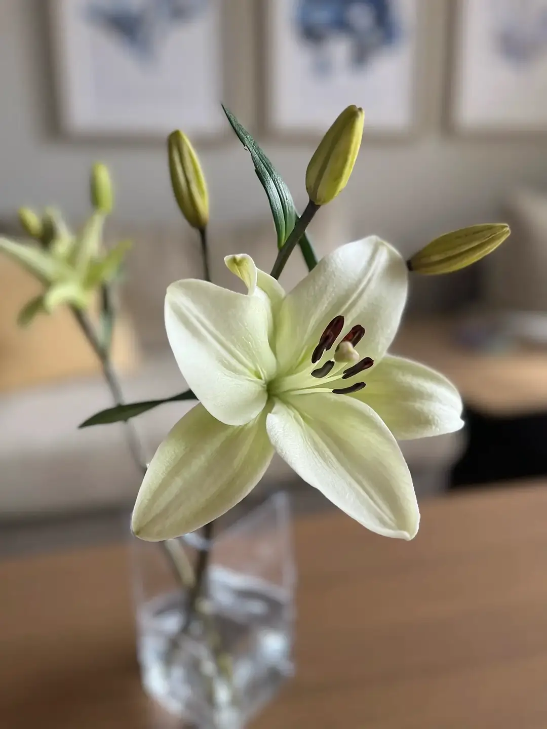 flower in a vase