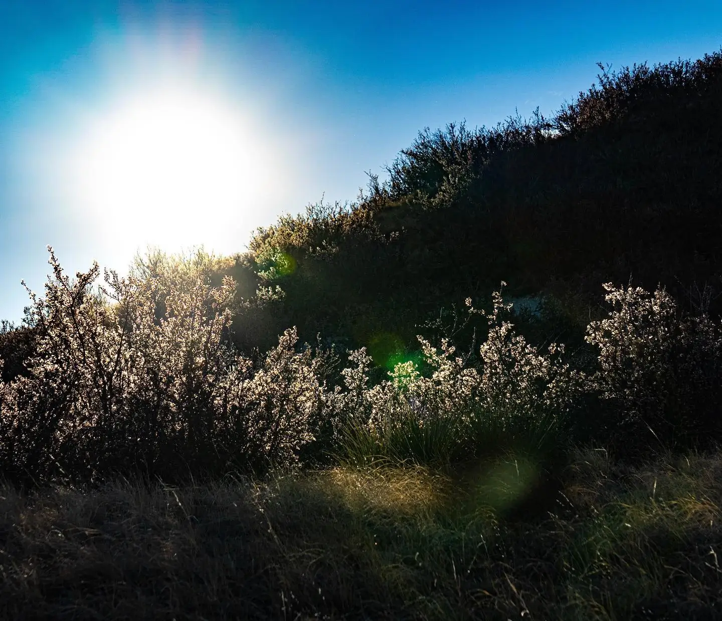 Fort Collins, Colorado in spring