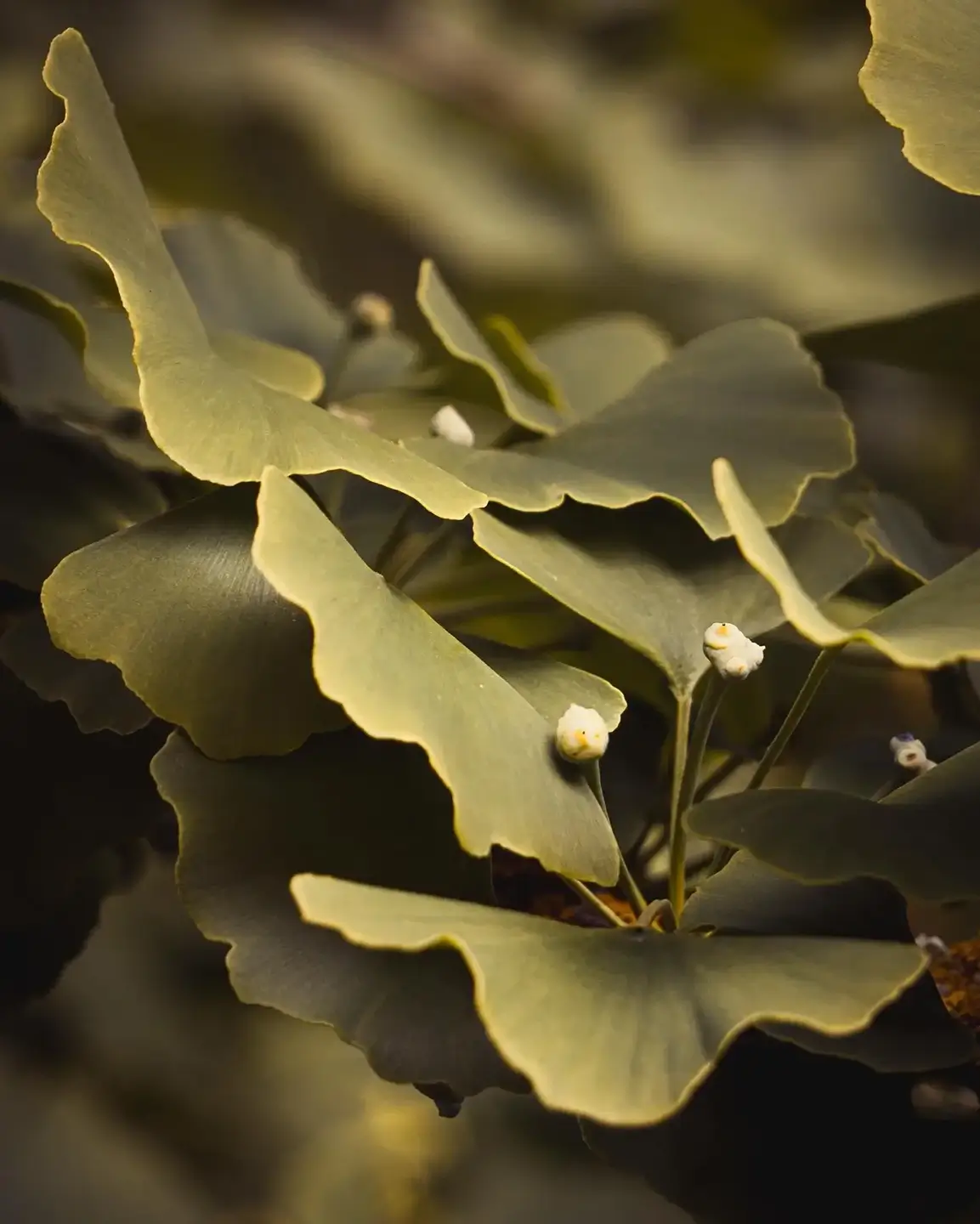 Ginkgo