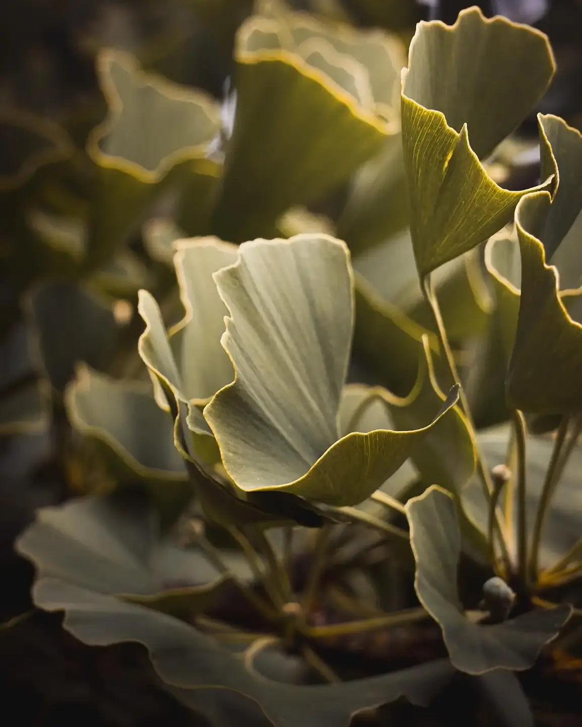 Ginkgo