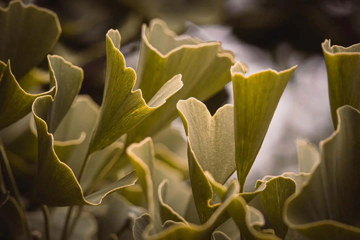 Ginkgo