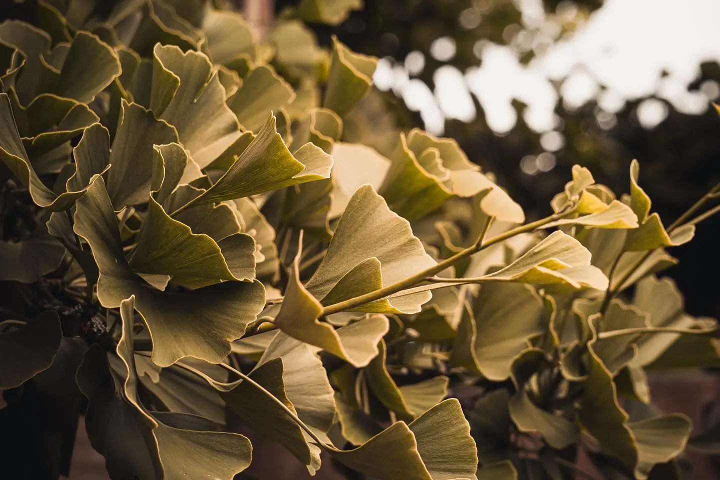 Ginkgo