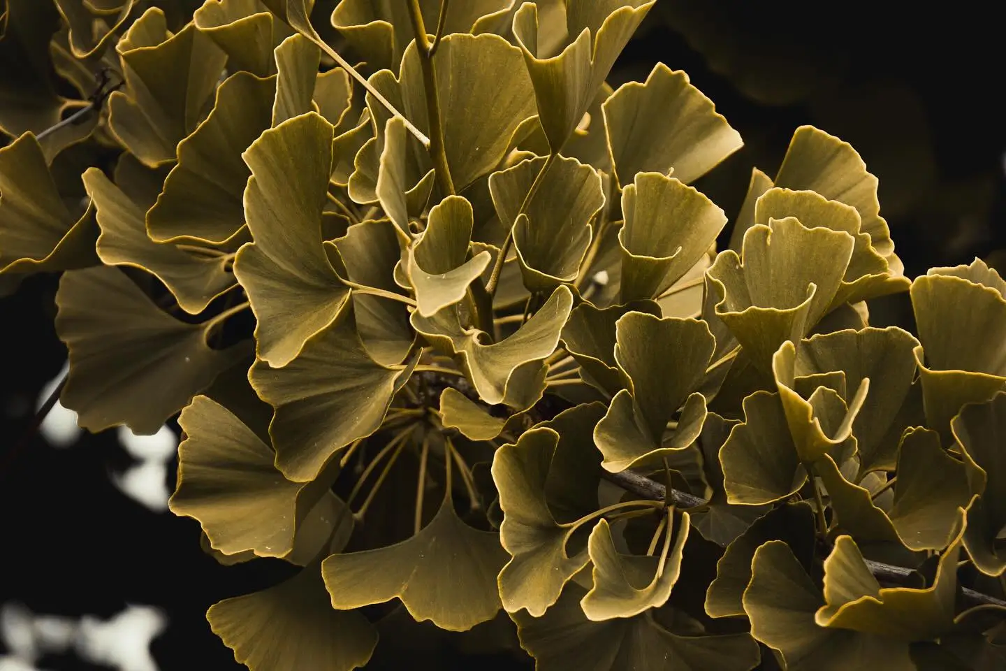 Ginkgo