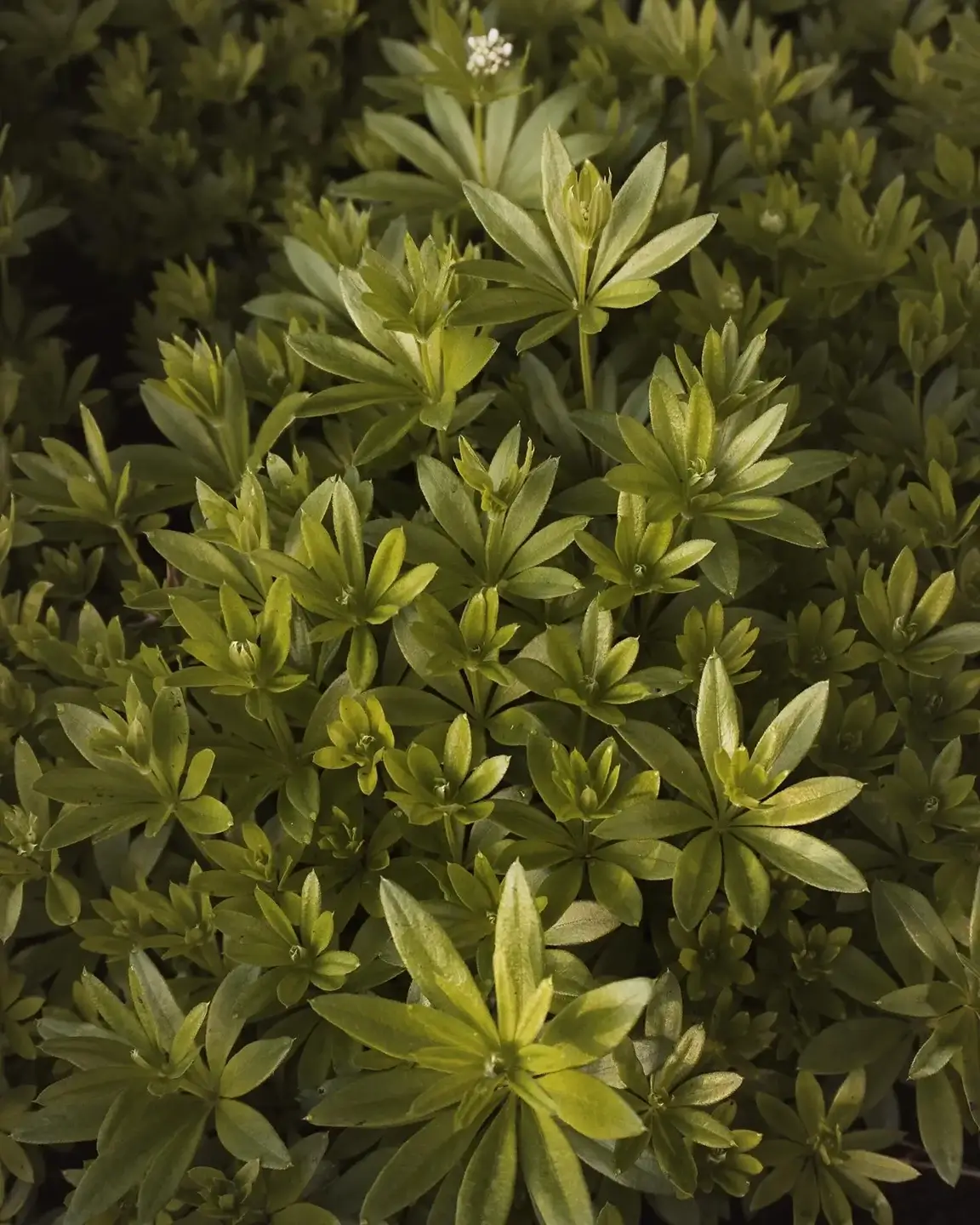 ground cover