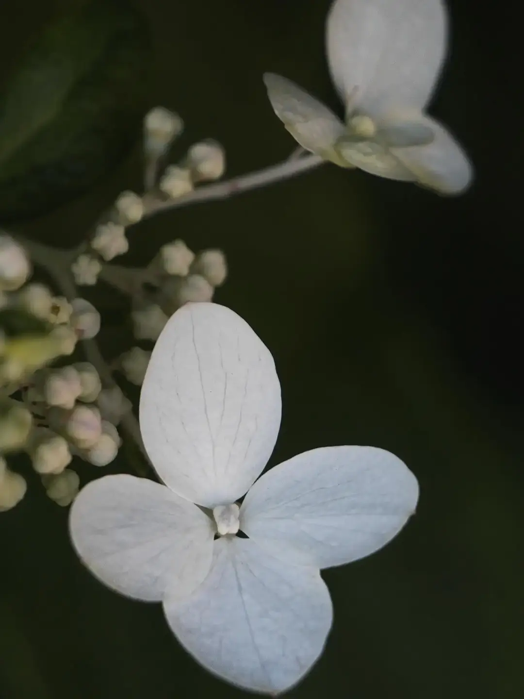 Hydrangea